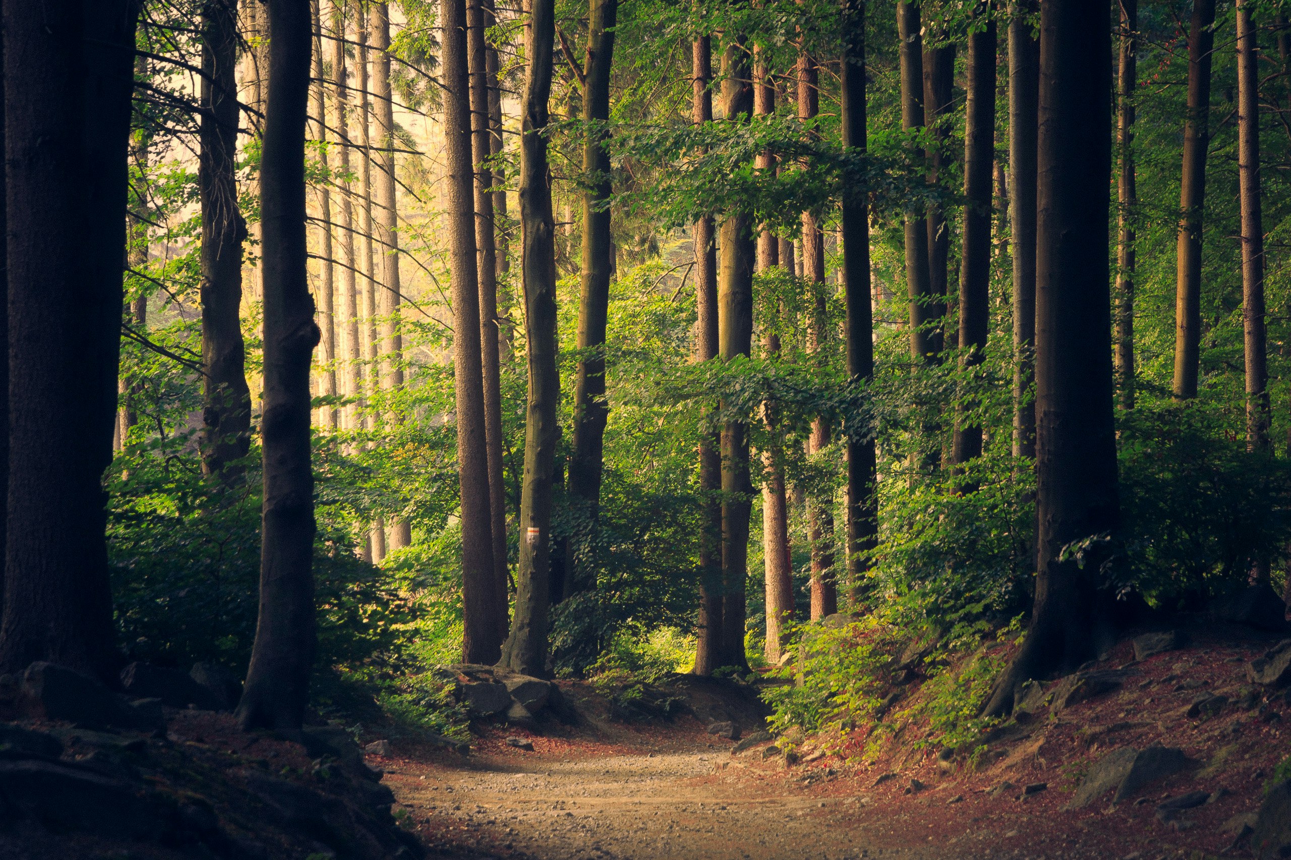 Green forest CO2 greening